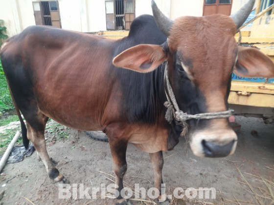 কুরবানীর জন্য অরিজিনাল দেশি ষাঁড়